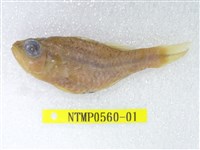 藏品(中線天竺鯛)的圖片